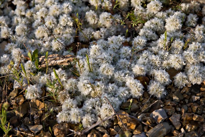 Paroníquia argentada. (Paronychia argentea) 2de2