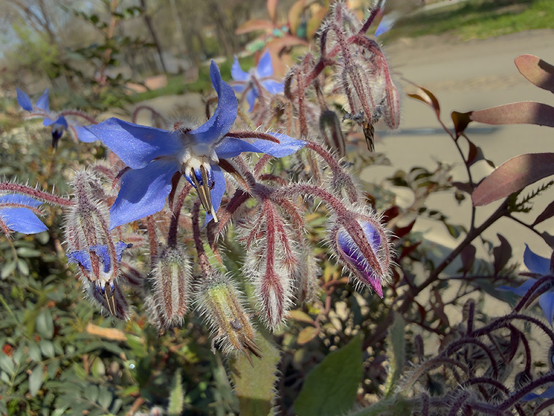 Borago officinalis