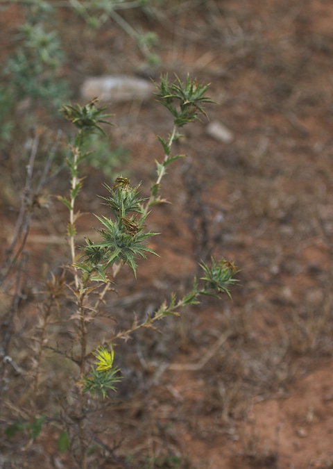 Card cigrell (Carlina corymbosa) 1de2