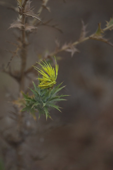 Card cigrell (Carlina corymbosa) 2de2