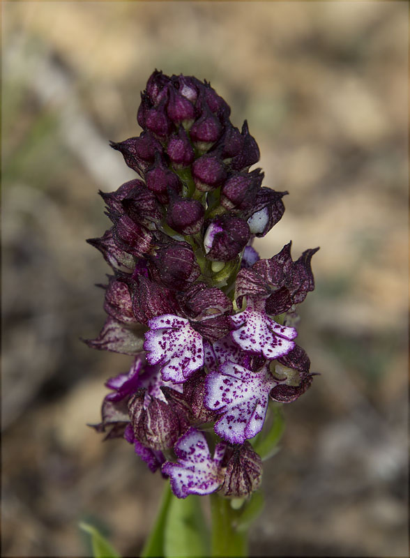 Orquídia purpúria (Orchis purpurea)