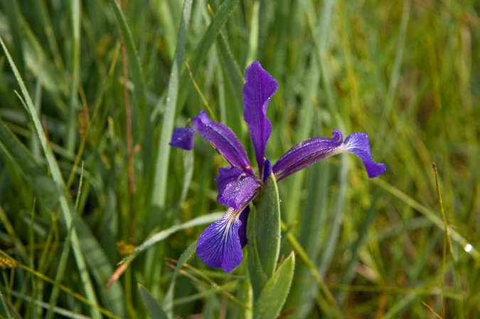 Lliri blau (Iris germanica) 2de2