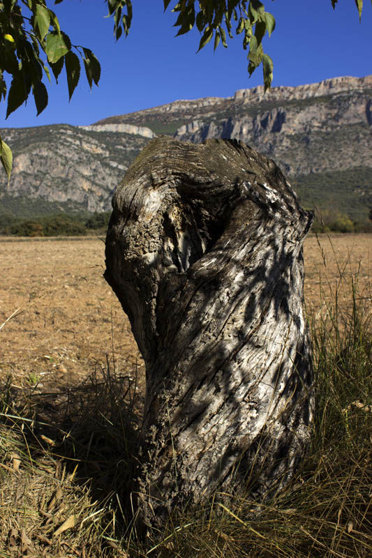 Soca al camí