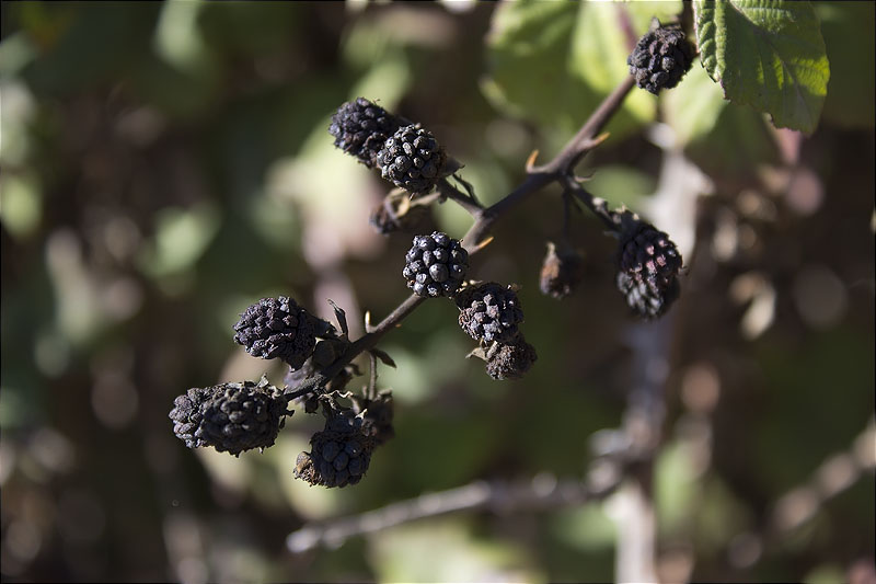 Fruits passats d'esbarzer