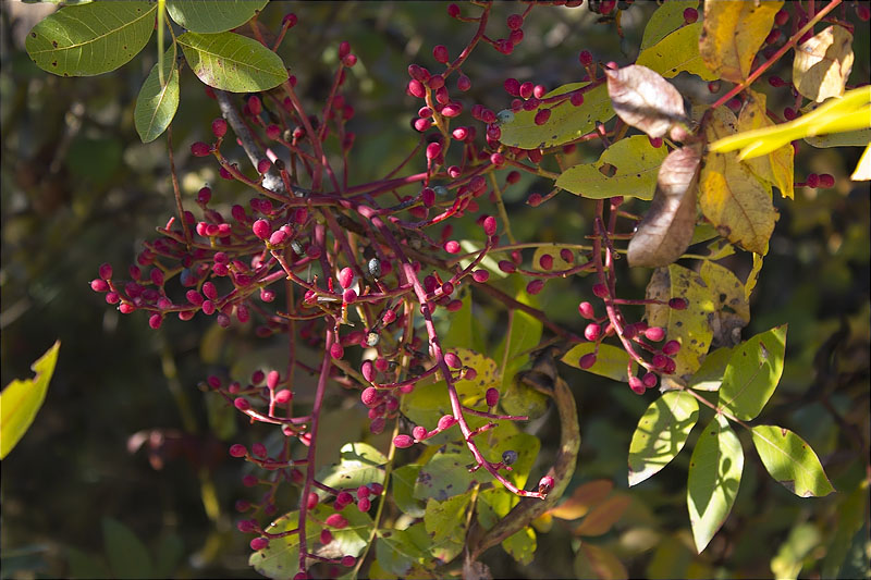 Noguerola (Pistacia terebinthus)