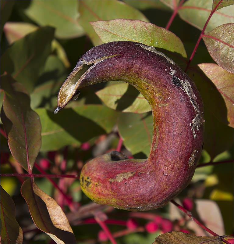 Cedici de Noguerola (Pistacia terebinthus)