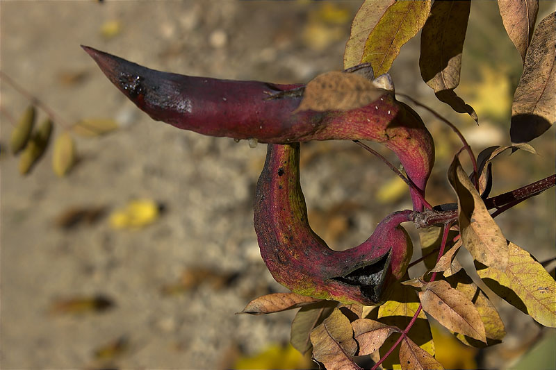 Cedicis de Noguerola (Pistacia terebinthus)