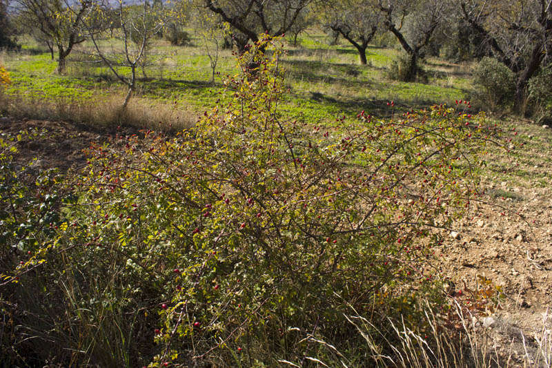 Gavarrera (Rosa sp.)