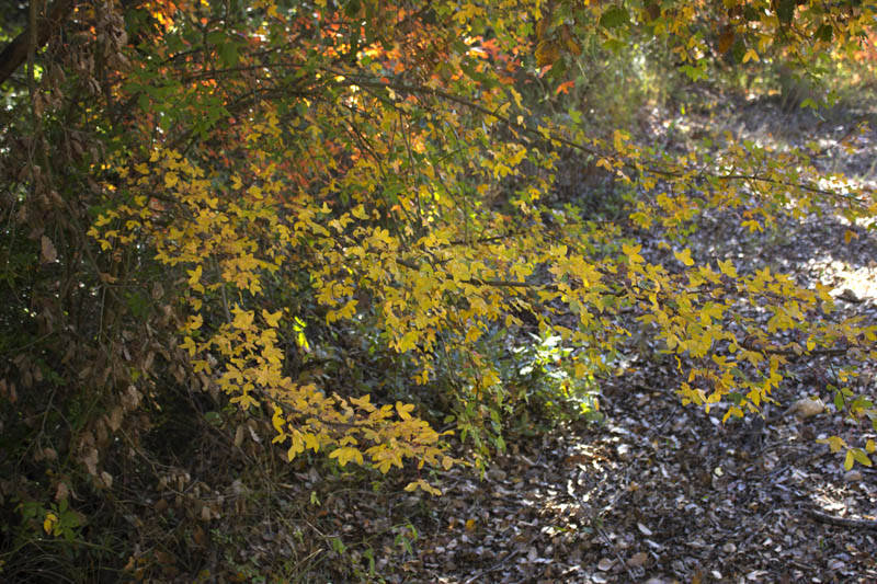 Tardor als marges del camí 1/5