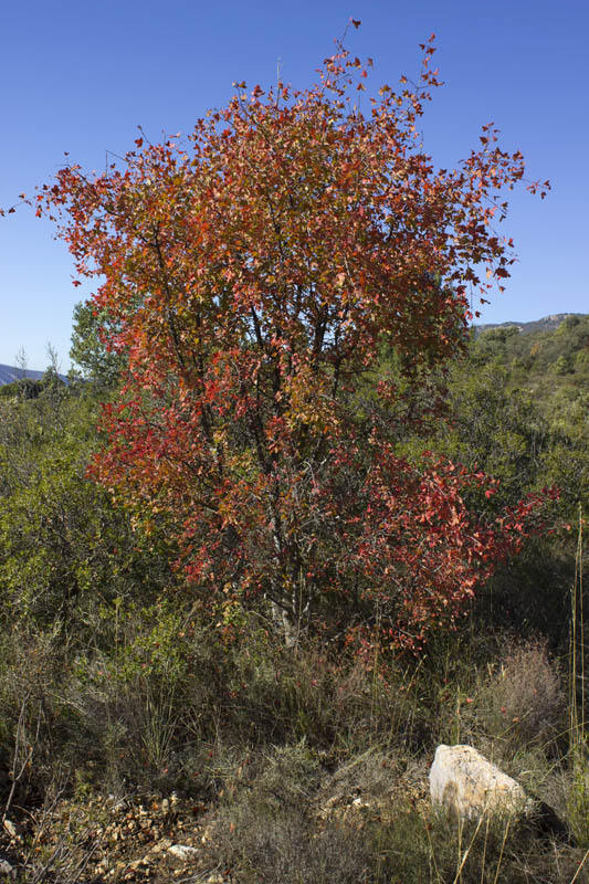 Tardor als marges del camí 5/5