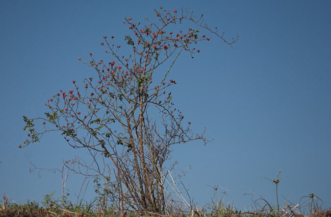 Arç (Crataegus monogyna) 2de2