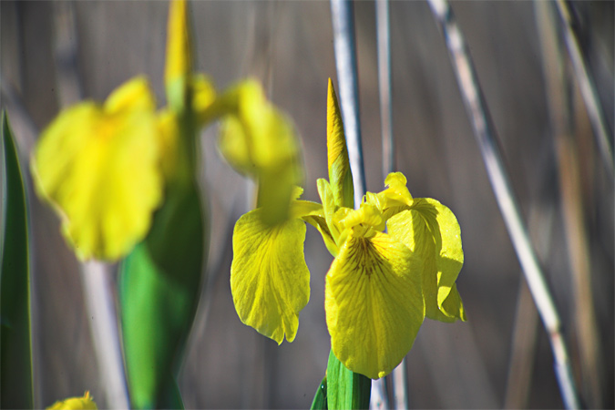 Lliri groc (Iris pseudacorus)