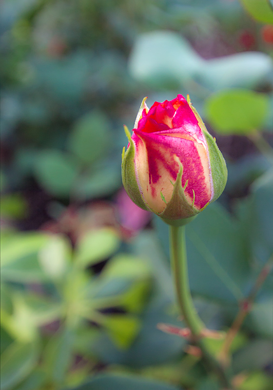 Sant Jordi. La Rosa