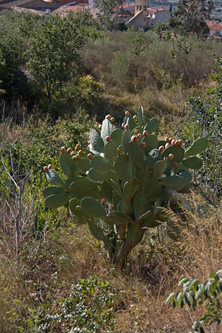 Figuera de moro. Opuntia ficus-indica