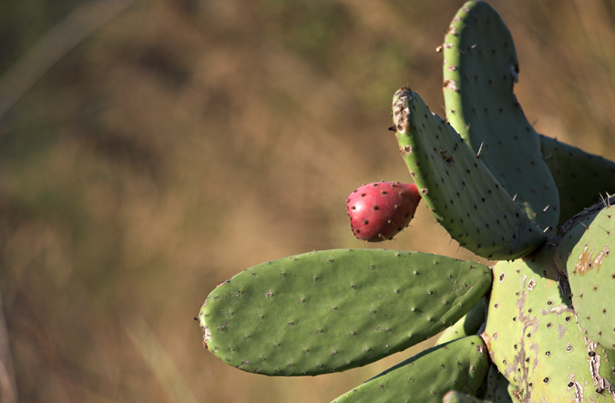 Figuera de moro  (Opuntia ficus-indica) 2 de 2