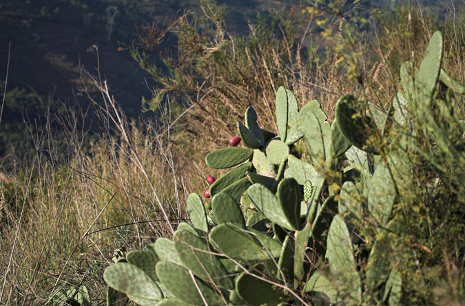 Figuera de moro  (Opuntia ficus-indica) 1 de 2