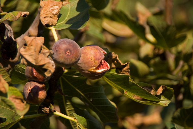 Figa ( Ficus carica )