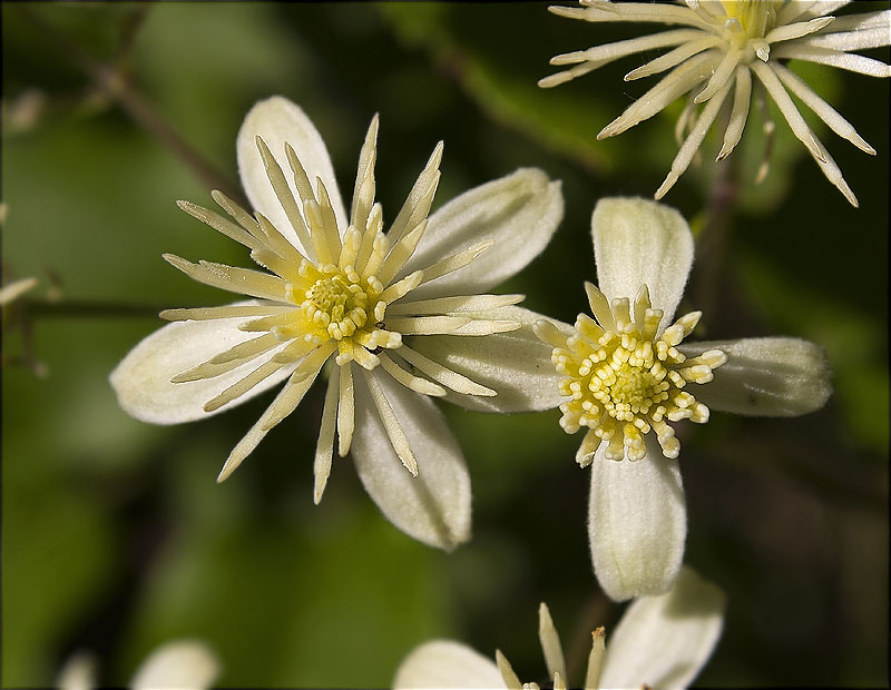 Vidalba (Clematis vitalba)