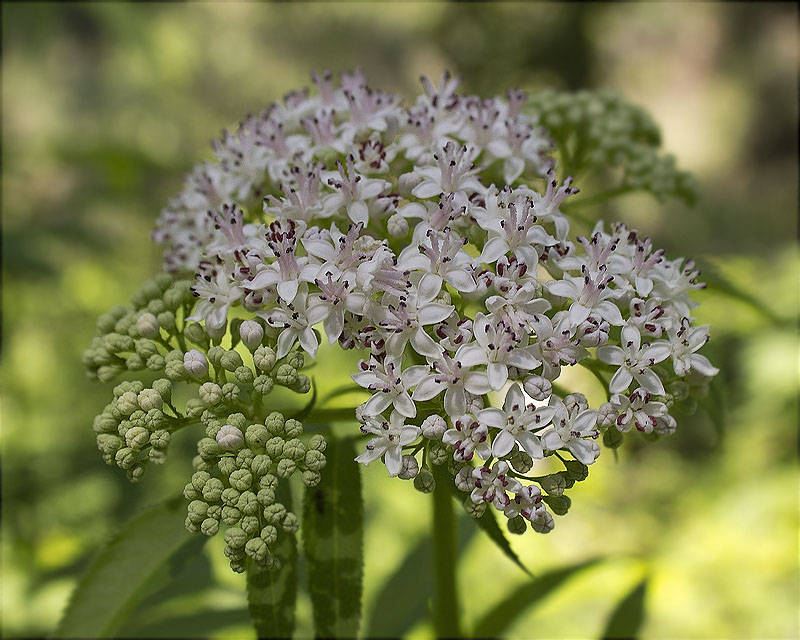 Èvol (Sambucus ebulus)