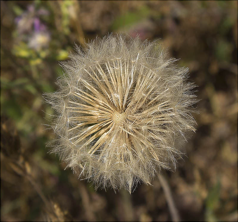 Dent de lleó (Taraxacum officinale)