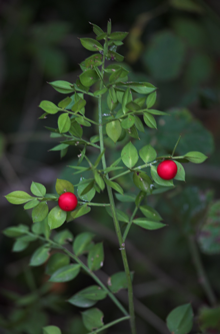 Galzeran ( Ruscus aculeatus ) 2de2