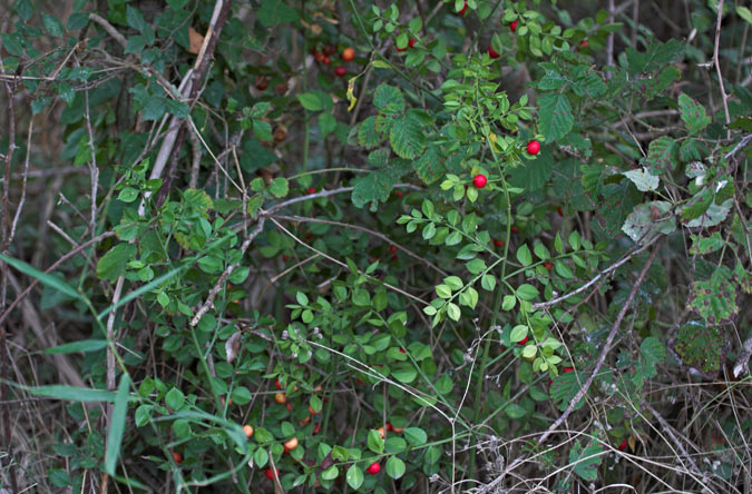 Galzeran ( Ruscus aculeatus ) 1de2