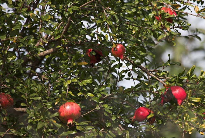 Magraner (Punica granatum) 2de2