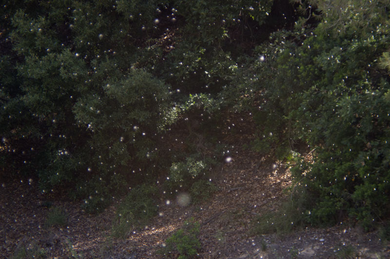 Dispersió de llavors a la primavera