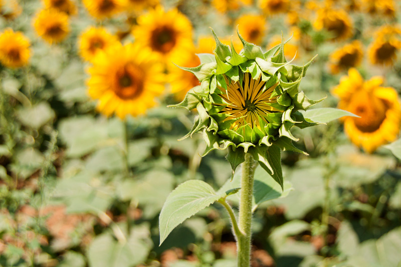 Girasol (Helianthus annuus)