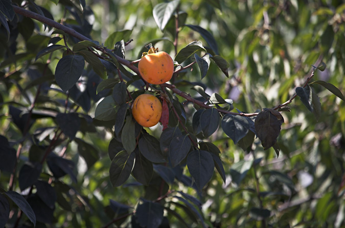 Caqui. Diospyros kaki ( 2de2 )