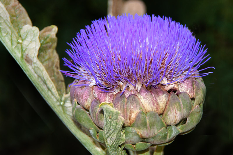 Carxofera .Cynara scolymus