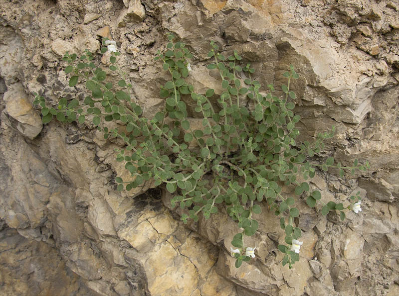 Antirrhinum molle