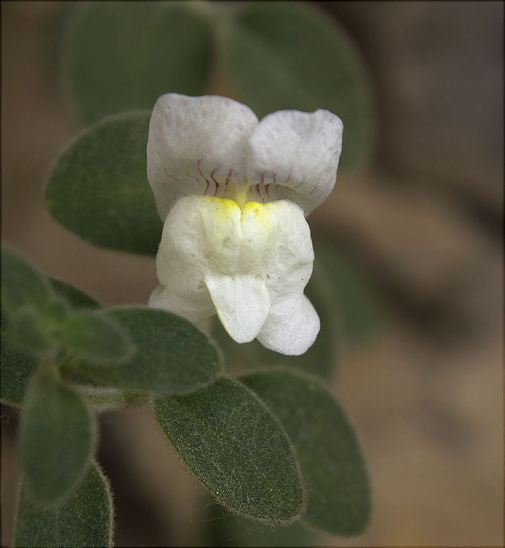 Antirrhinum molle