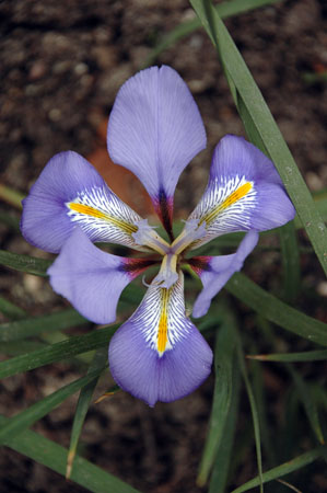 Iris unguicularis