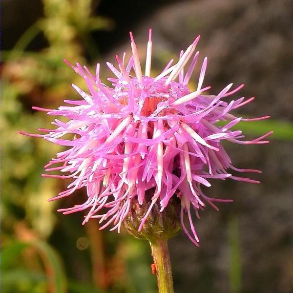 Jasione montana