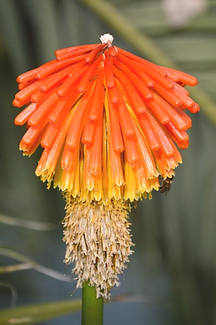 Kniphofia uvaria