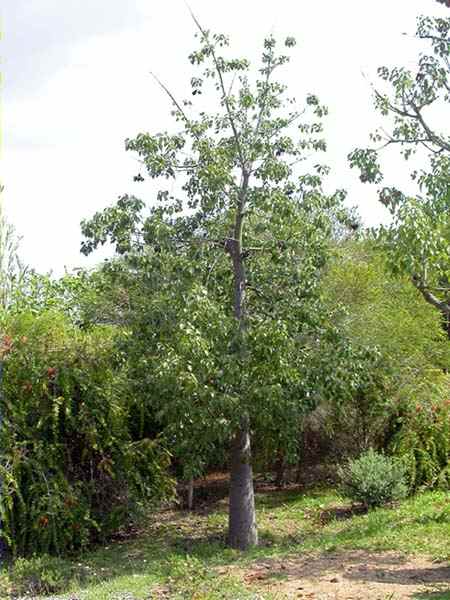 Arbol botella, Kurrajong (Brachychiton populneus)