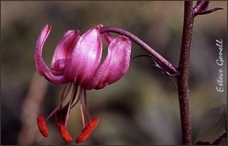 Lilium Martagon