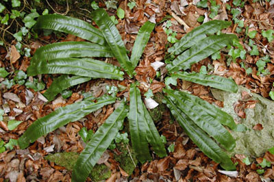 Llengua de cérvol (Phyllitis scolopendrium)