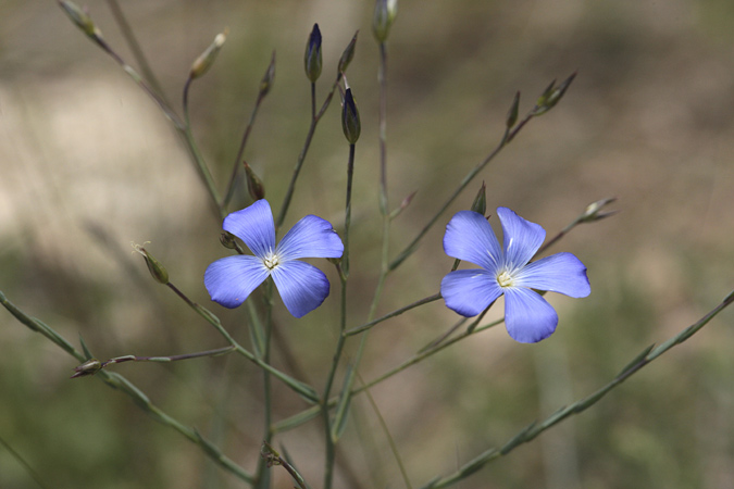 Lli blau o de Narbona (Linum narbonense)