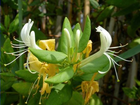 Lligabosc etrusc (Lonicera etrusca)