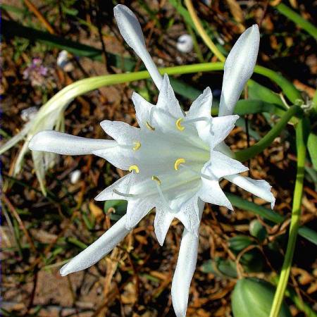 Lliri de mar (Pancratium maritimum)