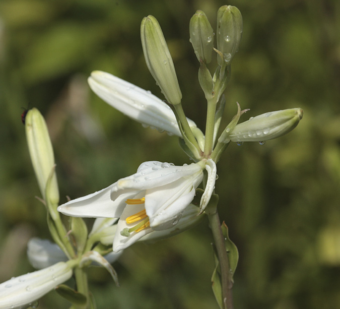 Lliri de Sant Antoni (lilium candidum)