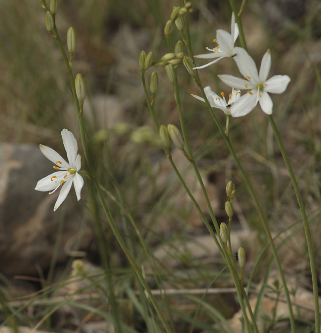 Lliri de Sant Bru (Anthericum liliago)