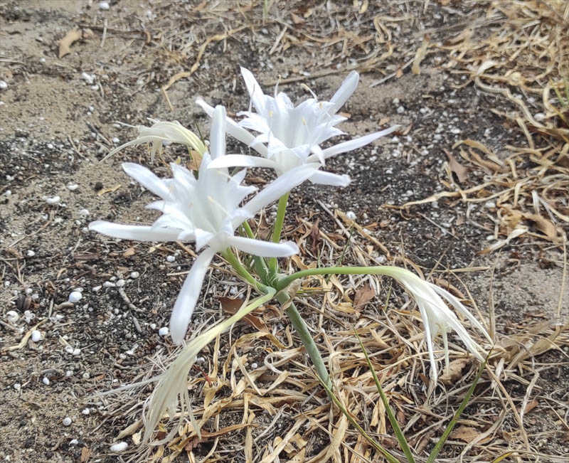 Lliri de mar (Pancratium maritimum) 1/2