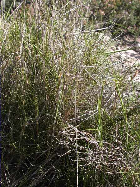 Llistó (Brachypodium retusum)