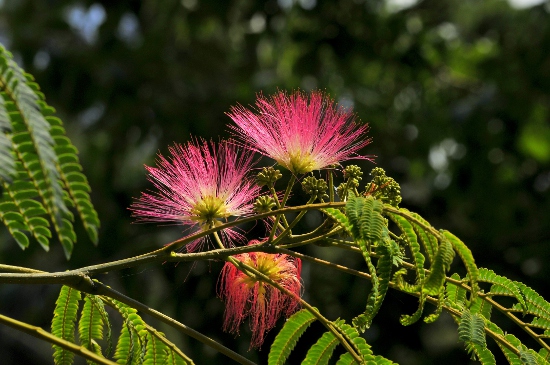 Mimosa de Constantinopla (Albizia julibrissin)