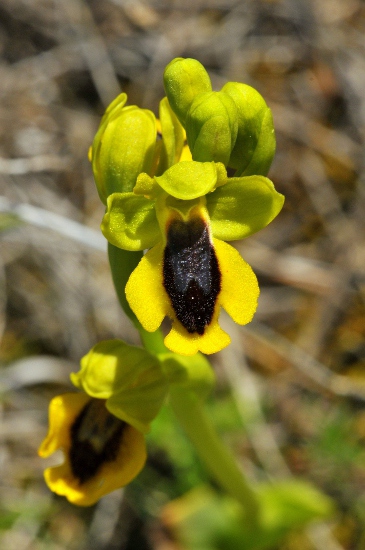 Orquídia Mosques Grogues (Ophrys lutea)