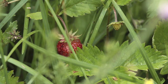 Maduixera  (Fragaria vesca )