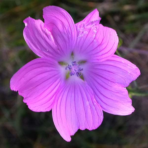 Malva (Malva moschata)